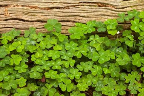 Green;Trunk;Tree;Redwood National Park;Herbaceous;bark;sequoia sempervirens;Crescent City;Damnation Creek Trail;Plant;Branch;Redwood;Redwood Sorrel;Sorrel;Tree Trunk;Oxalis oregana;Del Norte Coast Redwood State Park;Oregon Sorrel;Trees;Branches;Brown;California